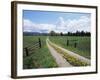 Driveway with Common Dandelion in Flower, Near Glacier National Park, Montana-James Hager-Framed Photographic Print