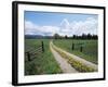 Driveway with Common Dandelion in Flower, Near Glacier National Park, Montana-James Hager-Framed Photographic Print