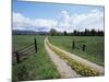 Driveway with Common Dandelion in Flower, Near Glacier National Park, Montana-James Hager-Mounted Photographic Print