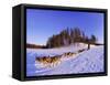 Driving a Dogsled with a Team of 8 Siberian Huskies, Karelia, Finland, Europe-Louise Murray-Framed Stretched Canvas