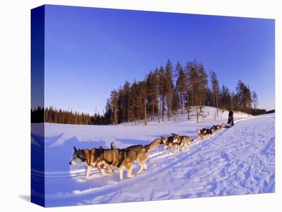 Driving a Dogsled with a Team of 8 Siberian Huskies, Karelia, Finland, Europe-Louise Murray-Stretched Canvas