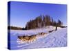 Driving a Dogsled with a Team of 8 Siberian Huskies, Karelia, Finland, Europe-Louise Murray-Stretched Canvas