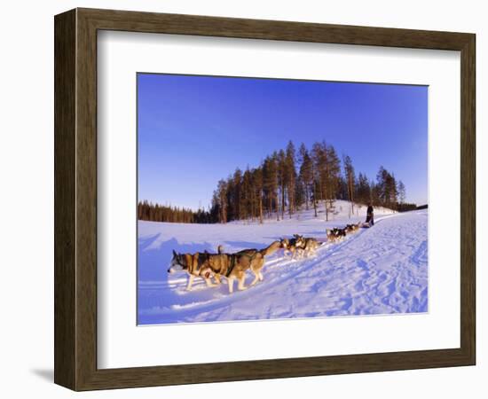 Driving a Dogsled with a Team of 8 Siberian Huskies, Karelia, Finland, Europe-Louise Murray-Framed Photographic Print