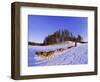 Driving a Dogsled with a Team of 8 Siberian Huskies, Karelia, Finland, Europe-Louise Murray-Framed Photographic Print