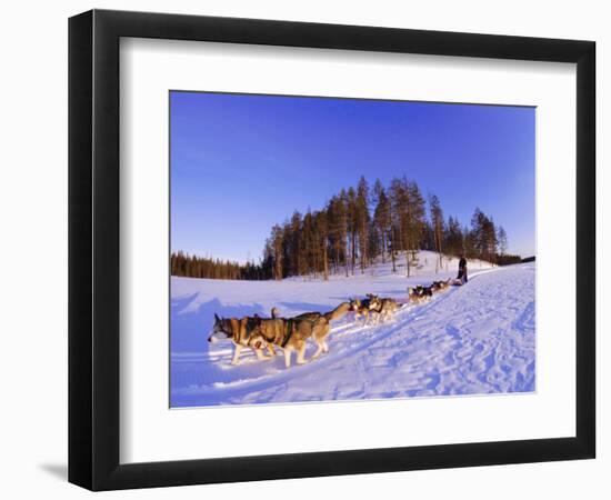 Driving a Dogsled with a Team of 8 Siberian Huskies, Karelia, Finland, Europe-Louise Murray-Framed Photographic Print