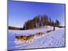 Driving a Dogsled with a Team of 8 Siberian Huskies, Karelia, Finland, Europe-Louise Murray-Mounted Photographic Print