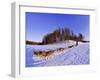 Driving a Dogsled with a Team of 8 Siberian Huskies, Karelia, Finland, Europe-Louise Murray-Framed Photographic Print