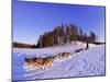 Driving a Dogsled with a Team of 8 Siberian Huskies, Karelia, Finland, Europe-Louise Murray-Mounted Photographic Print