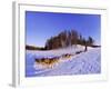 Driving a Dogsled with a Team of 8 Siberian Huskies, Karelia, Finland, Europe-Louise Murray-Framed Photographic Print