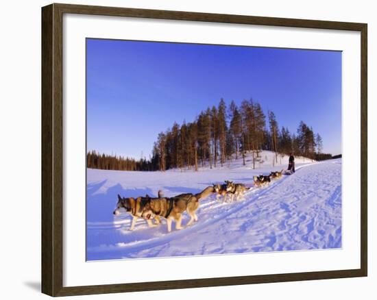 Driving a Dogsled with a Team of 8 Siberian Huskies, Karelia, Finland, Europe-Louise Murray-Framed Photographic Print