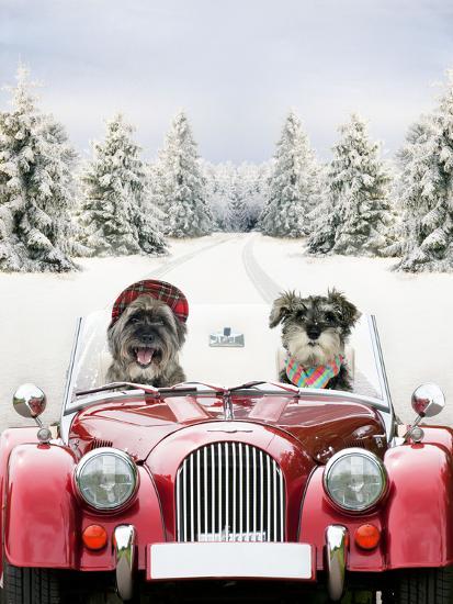 Photographic Print, , large