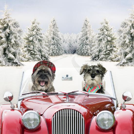 Premium Photographic Print, , large