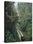 Driving in the Rain Forest, Lubaantun, Toledo District, Belize, Central America-Upperhall-Stretched Canvas