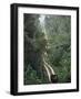 Driving in the Rain Forest, Lubaantun, Toledo District, Belize, Central America-Upperhall-Framed Photographic Print