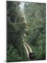 Driving in the Rain Forest, Lubaantun, Toledo District, Belize, Central America-Upperhall-Mounted Photographic Print