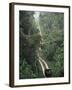 Driving in the Rain Forest, Lubaantun, Toledo District, Belize, Central America-Upperhall-Framed Photographic Print