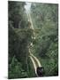 Driving in the Rain Forest, Lubaantun, Toledo District, Belize, Central America-Upperhall-Mounted Photographic Print