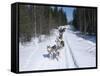 Driving Siberian Huskies, Karelia, Finland, Scandinavia, Europe-Louise Murray-Framed Stretched Canvas