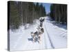 Driving Siberian Huskies, Karelia, Finland, Scandinavia, Europe-Louise Murray-Stretched Canvas