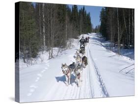 Driving Siberian Huskies, Karelia, Finland, Scandinavia, Europe-Louise Murray-Stretched Canvas