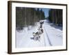 Driving Siberian Huskies, Karelia, Finland, Scandinavia, Europe-Louise Murray-Framed Photographic Print