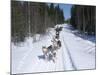 Driving Siberian Huskies, Karelia, Finland, Scandinavia, Europe-Louise Murray-Mounted Photographic Print