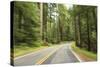 Driving Through Forest, Fall, Mt. Rainier National Park, Wa, USA-Stuart Westmorland-Stretched Canvas