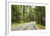 Driving Through Forest, Fall, Mt. Rainier National Park, Wa, USA-Stuart Westmorland-Framed Photographic Print