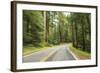 Driving Through Forest, Fall, Mt. Rainier National Park, Wa, USA-Stuart Westmorland-Framed Photographic Print