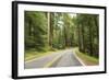 Driving Through Forest, Fall, Mt. Rainier National Park, Wa, USA-Stuart Westmorland-Framed Photographic Print