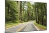 Driving Through Forest, Fall, Mt. Rainier National Park, Wa, USA-Stuart Westmorland-Mounted Photographic Print