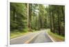 Driving Through Forest, Fall, Mt. Rainier National Park, Wa, USA-Stuart Westmorland-Framed Photographic Print