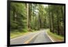 Driving Through Forest, Fall, Mt. Rainier National Park, Wa, USA-Stuart Westmorland-Framed Photographic Print