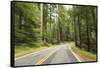 Driving Through Forest, Fall, Mt. Rainier National Park, Wa, USA-Stuart Westmorland-Framed Stretched Canvas