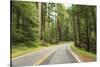 Driving Through Forest, Fall, Mt. Rainier National Park, Wa, USA-Stuart Westmorland-Stretched Canvas