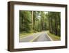 Driving Through Forest, Fall, Mt. Rainier National Park, Wa, USA-Stuart Westmorland-Framed Photographic Print