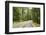 Driving Through Forest, Fall, Mt. Rainier National Park, Wa, USA-Stuart Westmorland-Framed Photographic Print