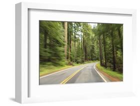 Driving Through Forest, Fall, Mt. Rainier National Park, Wa, USA-Stuart Westmorland-Framed Photographic Print