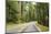 Driving Through Forest, Fall, Mt. Rainier National Park, Wa, USA-Stuart Westmorland-Mounted Photographic Print