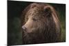 Drizzly Bear-Staffan Widstrand-Mounted Giclee Print