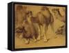 Dromadaires-Pieter Boel-Framed Stretched Canvas