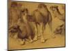 Dromadaires-Pieter Boel-Mounted Giclee Print