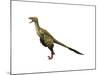 Dromaeosaurus Dinosaur-null-Mounted Art Print