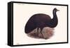 Dromaius Peroni-Lionel Walter Rothschild-Framed Stretched Canvas