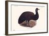 Dromaius Peroni-Lionel Walter Rothschild-Framed Art Print