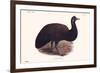 Dromaius Peroni-Lionel Walter Rothschild-Framed Art Print