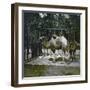 Dromedaries at the Jardin Des Plantes, Paris (Vth Arrondissement), Circa 1895-1900-Leon, Levy et Fils-Framed Photographic Print