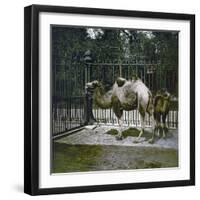 Dromedaries at the Jardin Des Plantes, Paris (Vth Arrondissement), Circa 1895-1900-Leon, Levy et Fils-Framed Photographic Print