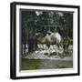 Dromedaries at the Jardin Des Plantes, Paris (Vth Arrondissement), Circa 1895-1900-Leon, Levy et Fils-Framed Photographic Print