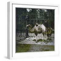 Dromedaries at the Jardin Des Plantes, Paris (Vth Arrondissement), Circa 1895-1900-Leon, Levy et Fils-Framed Photographic Print